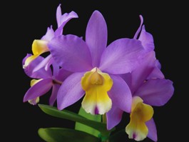 Cattlianthe Sandra Laura Sunset Valley Orchids AM/AOS 82 pts.
